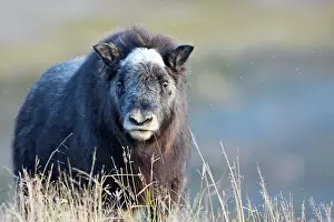 Musky: Muskox - young
