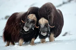 Ovibos: Muskoxen (Ovibos moschatus) fighting, Dovrefjell-Sunndalsfje