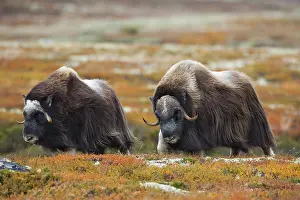 Musk: Two Muskoxes (Ovibos moschatus) walking in autumn