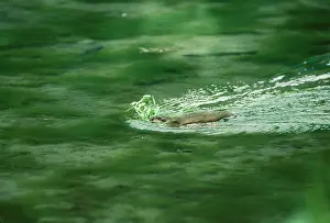 Ondatra: MUSKRAT