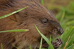 Ondatra: Muskrat