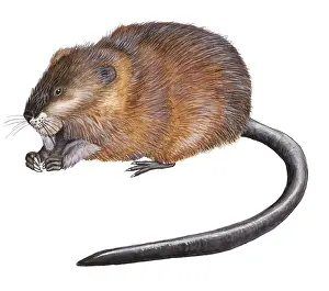 Ondatra: Muskrat