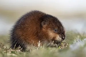 Ondatra: Muskrat