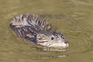 Ondatra: Muskrat