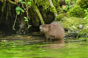 Banks: Muskrat - adult muskrat resting on a rock on the banks of th