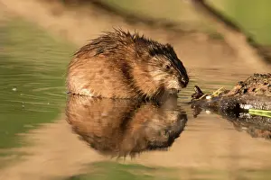 Ondatra: Muskrat - adult in shallow water - Germany