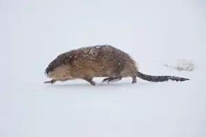 Ondatra: Muskrat - adult in snow - Germany