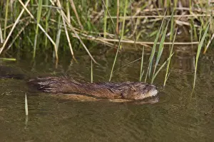 Ondatra: Muskrat - adult swimming - Germany