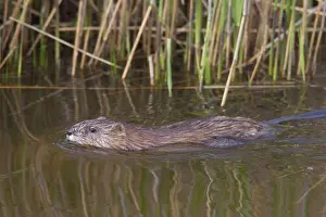 Ondatra: Muskrat - adult swimming - Germany