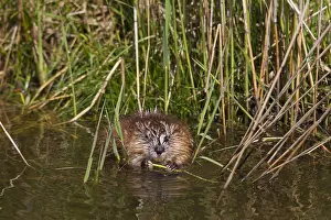 Ondatra: Muskrat - adult at the waters edge - Germany