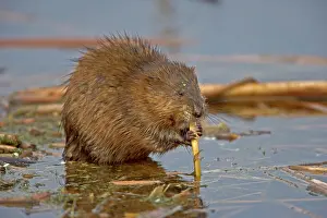 Ondatra: Muskrat - Biting on reed