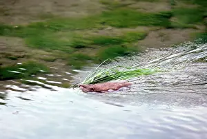 Ondatra: MUSKRAT - COLLECTING GRASS 