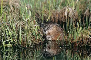 Ondatra: MUSKRAT - emerging from grass, by the edge of water