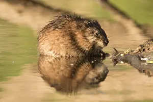 100119: Muskrat - feeding on plant - Germany