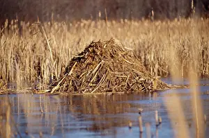 Ondatra: Muskrat - lodge