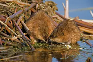 Ondatra: Muskrat - Two together near water