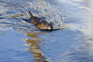Ondatra: Muskrat (Ondatra zibethicus) swimming in small beaver