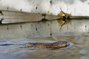 Ondatra: Muskrat (Ondatra zibethicus) swimming in small beaver