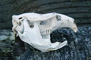 Cricetidae: Muskrat skull