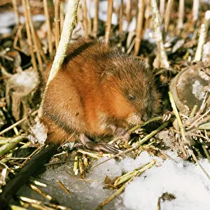 Muskrats: Muskrat - in snow, winter