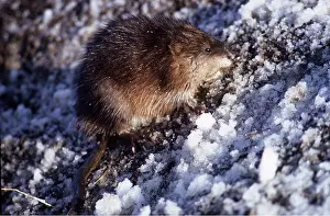 Muskrats: MUSKRAT - on snowy ground