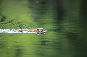 Ondatra: MUSKRAT - swimming in lake (an old river bed) near
