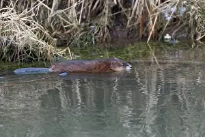 Ondatra: Muskrat - swimming in stream