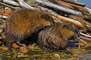 Ondatra: Muskrat - Two together, (probably male & female)