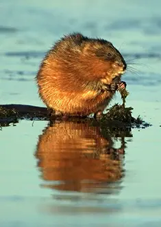 Ondatra: Muskrat - Using hands, on the edge of ice eating
