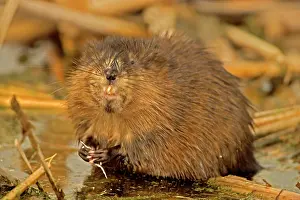 Valuable: Muskrat - one of the most valuable fur animals