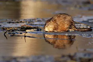 Ondatra: MUSKRAT - by water