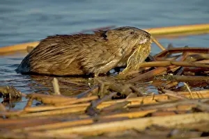 Ondatra: Muskrat - In water