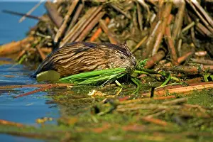 Ondatra: Muskrat - in water carrying nesting material in mouth