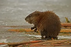Ondatra: Muskrat - By water with ice in winter