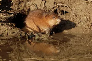 Ondatra: Muskrat - at waters edge