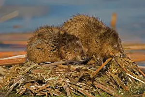 Ondatra: Muskrats - two on feeding platform (probably male & female)