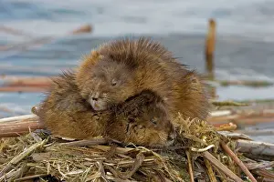 Ondatra: Muskrats Two lying on top of each other