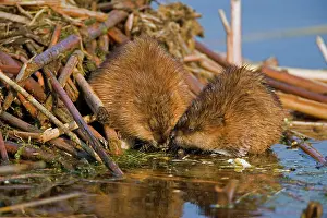 Ondatra: Muskrats - Two near water (probably male & female)