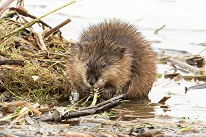 Ondatra: Muskrats (Ondatra zibethicus), Lanaudiere region