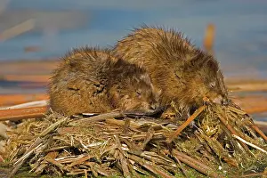 Ondatra: Muskrats - Two together (probably male & female)