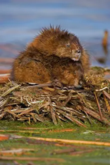 Ondatra: Muskrats - two (probably male & female)