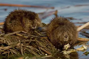 Ondatra: Muskrats - two by water
