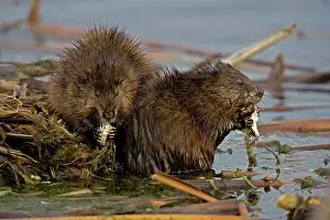 Ondatra: Muskrats - Two by water, eating