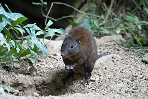 Musky: Musky Rat-kangaroo