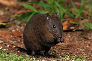Musky: Musky Rat-kangaroo feeding on fallen seed