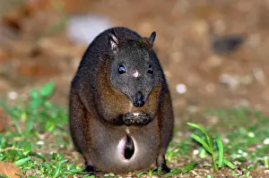 Musky: Musky Rat-kangaroo with joey in pouch feeding on fallen seed