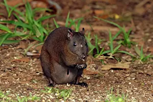 Visible: Musky Rat-kangaroo with joey visible feeding on fallen seed