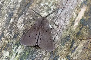 Mendica: Muslin Moth