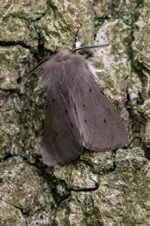 Arctiidae: Muslin Moth