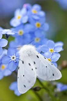 Mendica: Muslin Moth - resting on Forget-me-not flowers